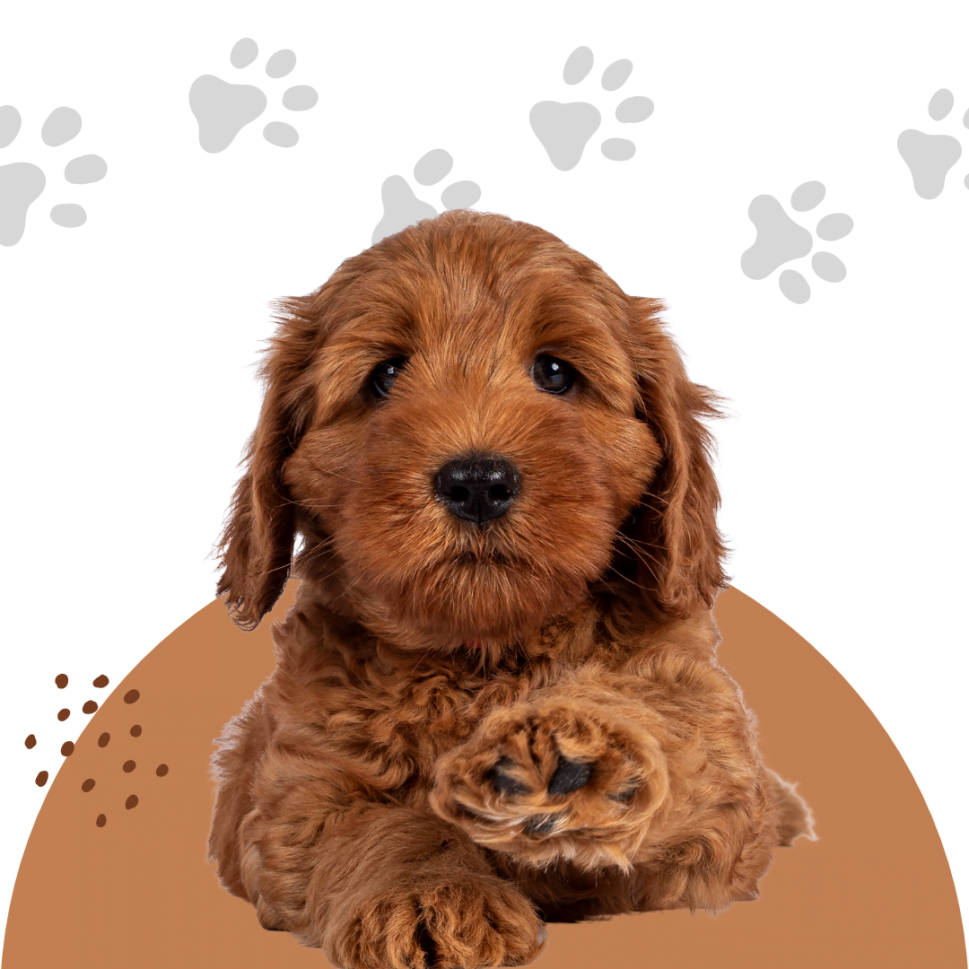 60 Great Labradoodle Names