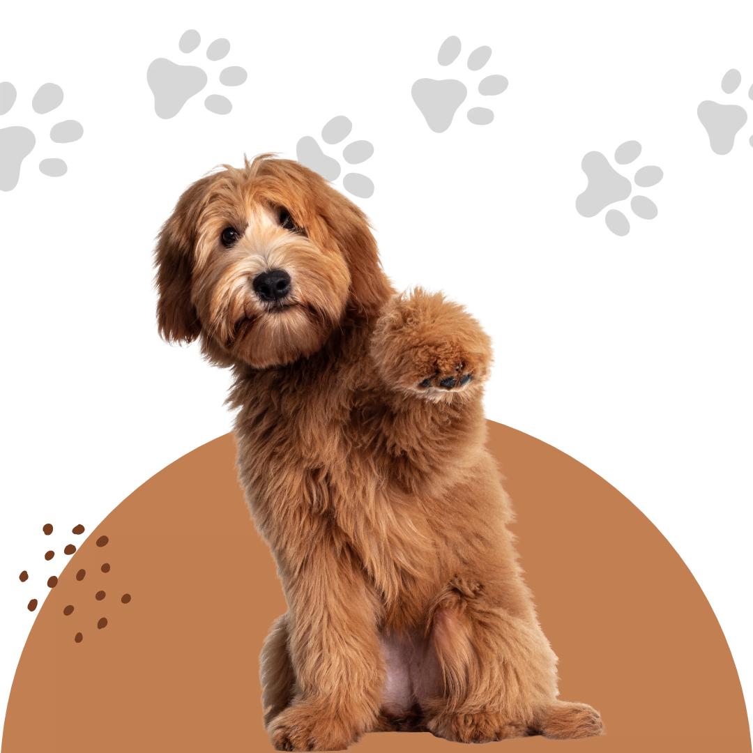 How to Groom a Labradoodle at Home? 