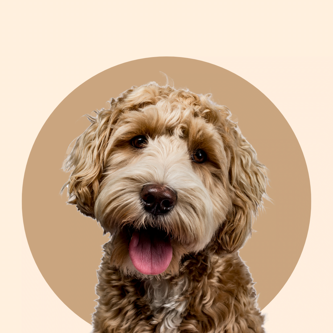 Training 101: Basic Labradoodle Training Commands