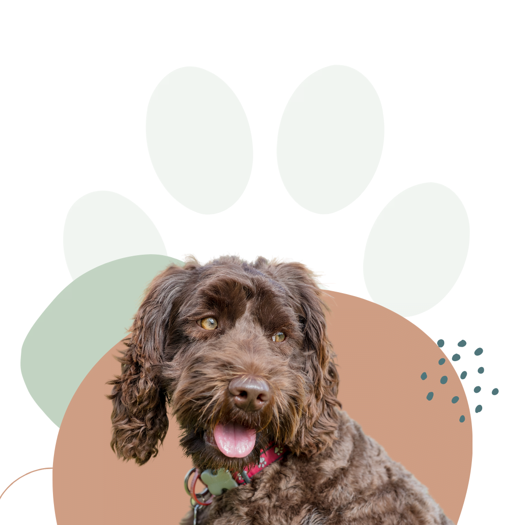 What is the Breed Origin of the Labradoodle?