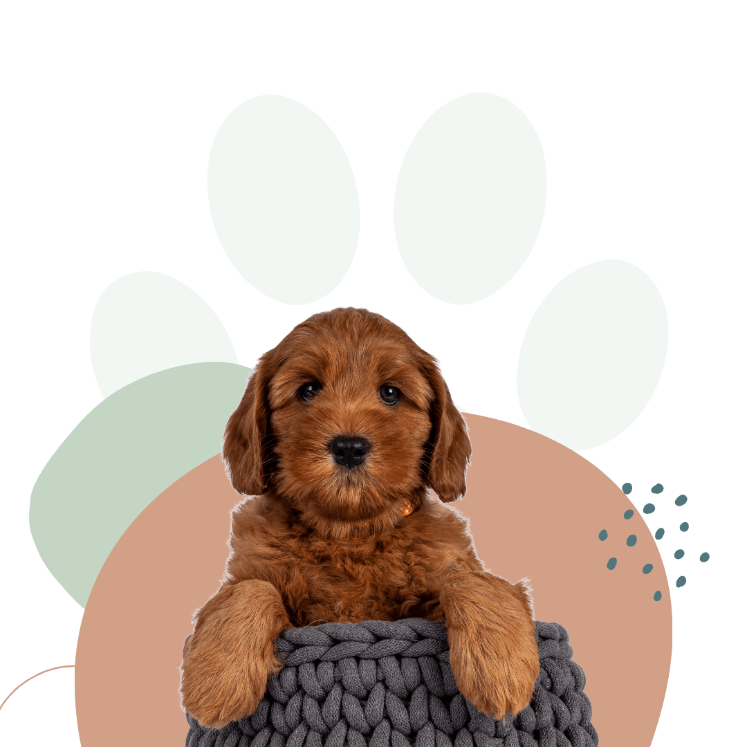 How to Care for a Labradoodle Puppy